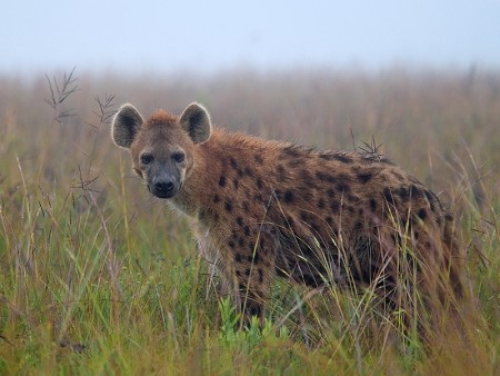 Nyika Nationaal Park Malawi Resources Malawi Tourism 19