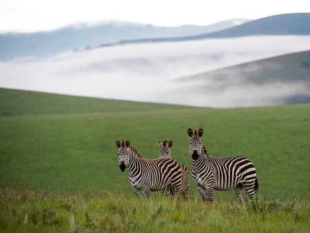 Nyika Nationaal Park Malawi Resources Malawi Tourism 21