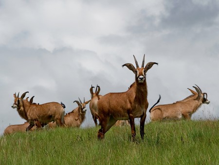 Nyika Nationaal Park Malawi Resources Malawi Tourism 22