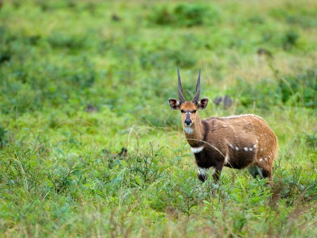 Nyika Nationaal Park Malawi Resources Malawi Tourism 24