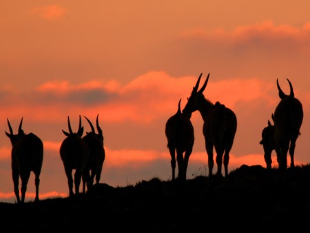 Nyika Nationaal Park Malawi Resources Malawi Tourism 26