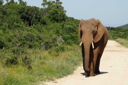 Olifant Addo Elephant Park Suid Afrika Reise