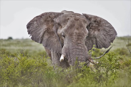 Olifant Bushwaysafari