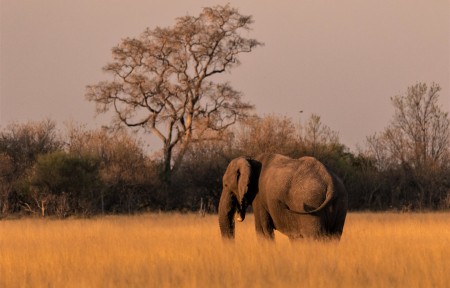 Olifant Moremi Suid Afrika Reise