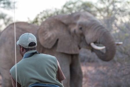 Olifant Sausage Tree Lodge Ramon Lucas Suid Afrika Reise