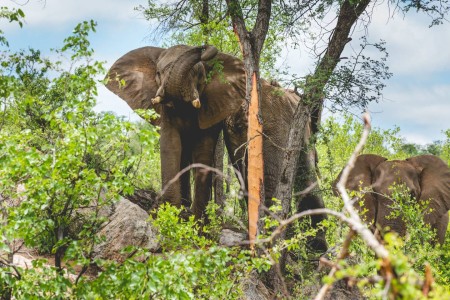 Olifant Sefapane Lodge