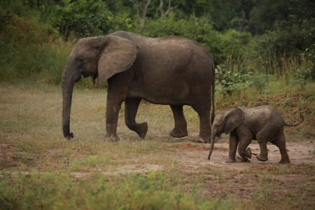 Olifant South Luangwa Zambia Crafted Africa Mike Varndell