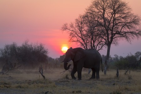 Olifant Zonsondergang Bushways