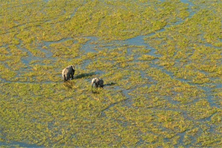 Olifanten Flight Suid Afrika Reise