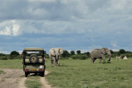 Olifanten Nxai Pan Suid Afrika Reise
