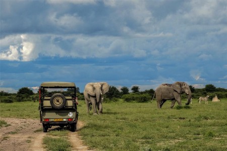 Olifanten Nxai Pan Suid Afrika Reise