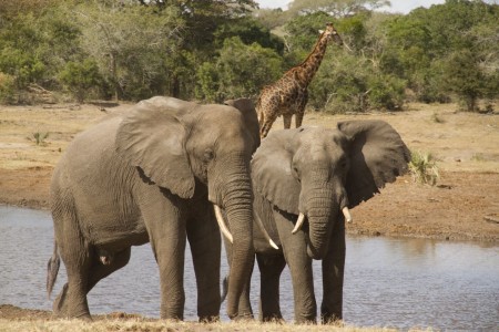 Olifanten Tembe Elephant Lodge