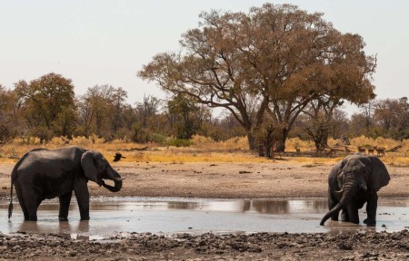 Olifanten Water Moremi Suid Afrika Reise