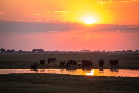 Olifanten Zonsondergang Bushways