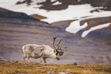 Onvergetelijke Spitsbergenreis QuarkExpeditions Spitsbergen Explorer Credit DavidMerron 222