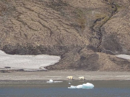 Oost Spitsbergen Ijsbeer Diskobukta Dunerbukta Spitsbergen 1