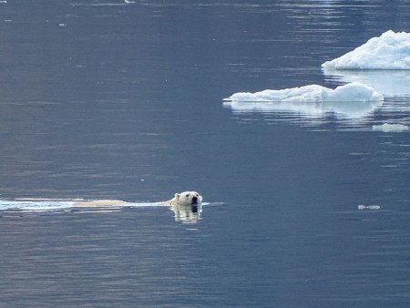 Oost Spitsbergen Ijsbeer Diskobukta Spitsbergen 3