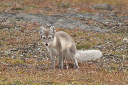 Oost Spitsbergen Ontdekken Arctic Fox Erwin Vermeulen