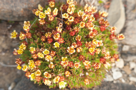 Oost Spitsbergen Ontdekken Colorful Flora Erwin Vermeulen