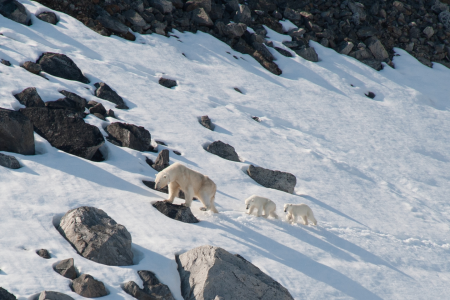 Oost Spitsbergen Ontdekken Mother Bear With 2 Cubs Erwin Vermeulen