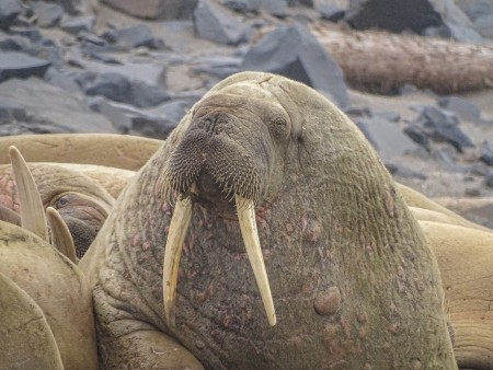 Oost Spitsbergen Walrus Kapp Lee Spitsbergen 13