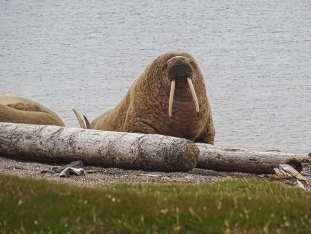 Oost Spitsbergen Walrus Kapp Lee Spitsbergen 6