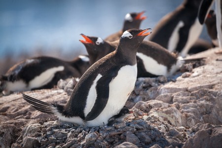 Op Expeditie Naar De Zuidpoolcirkel QuarkExpeditions Gentoo Penguins Neko Harbour Acaciajohnson 1