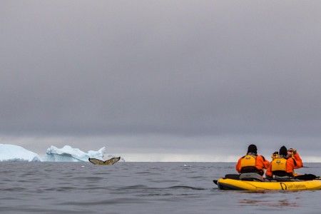 Peddelen Antarctica Dubbele Kano Walvisstaart