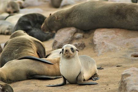 Pelsrobben Cape Cross Suid Afrika Reise