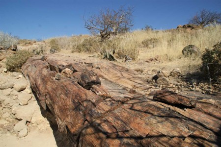 Petrified Forest Suid Afrika Reise