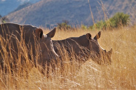 Pilanesberg Neushoorn