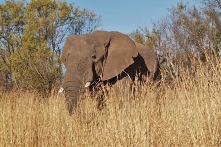 Pilanesberg Olifant