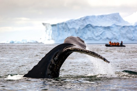 Poolcirkel Oversteken Via Falklandeilanden Zuid Georgie QuarkExpeditions DavidMerronuntitled 128 3