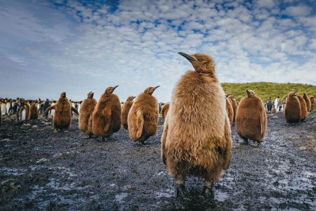 Poolcirkel Oversteken Via Falklandeilanden Zuid Georgie QuarkExpeditions  21A7559 DavidMerron