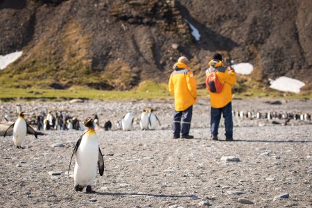 Poolcirkel Oversteken Via Falklandeilanden Zuid Georgie QuarkExpeditions King Penguins St Andrews Bay SouthGeorgia AcaciaJohnson