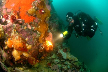 Poolduiken Antarctica Carlos Villoch Oceanwide Expeditions