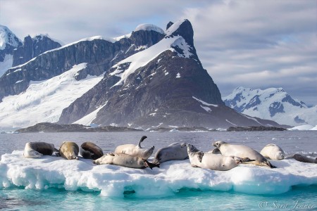 Poolexpeditie In De Antarctische Cirkel Crabeater Seals%2C Yalour Islands %C2%A9 Sara Jenner   Oceanwide Expeditions Jpg Sara