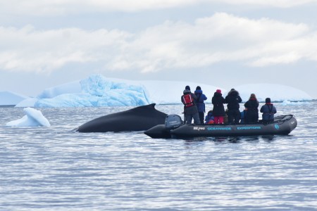 Poolexpeditie In De Antarctische Cirkel Humpback Surprise%2C Antarctica %C2%A9 Jill Pickett   Oceanwide Expeditions Jpg Jill Pickett