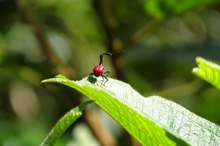 Ranomafana Insect National Park Rachel Koorn