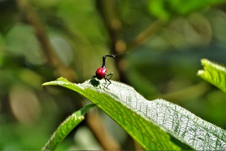 Ranomafana National Park Douwe Baas