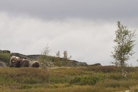 Reis Rasmus Zuid Zweden Zuid Noorwegen Musks In Rondane Dovre Ch Visitnorway Com