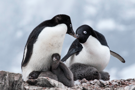 Reis Voorbij De Poolcirkel Adelie Penguins 7 6x4 %C2%A9 Sara Jenner   Oceanwide Expeditions Jpg Sara