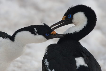 Reis Voorbij De Poolcirkel Grooming Blue Eyed Shags %C2%A9 Jan Veen   Oceanwide Expeditions Jan Veen