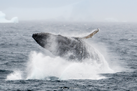 Reis Voorbij De Poolcirkel Humpback Breaching %C2%A9 Ross Wheeler   Oceanwide Expeditions Jpg Ross Wheeler