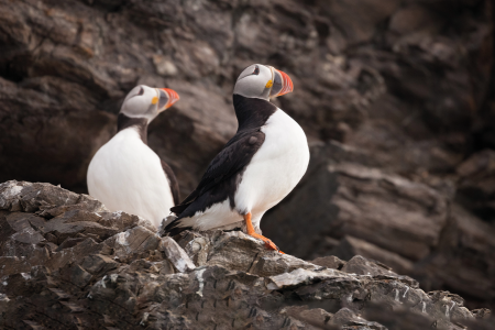 Reizen Spitsbergen QuarkExpeditions Spitsbergen In Depth Atlantic Puffin Svalbard Credit Acacia Johnson 5