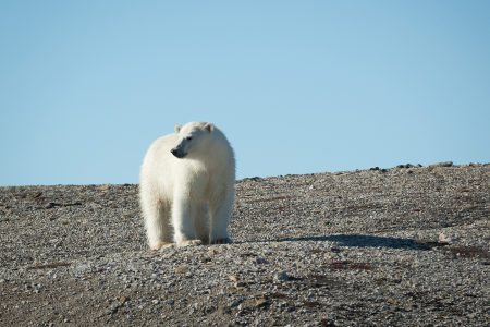Reizen Spitsbergen QuarkExpeditions Spitsbergen In Depth Svalbard 2016 Credit AcaciaJohnson 1