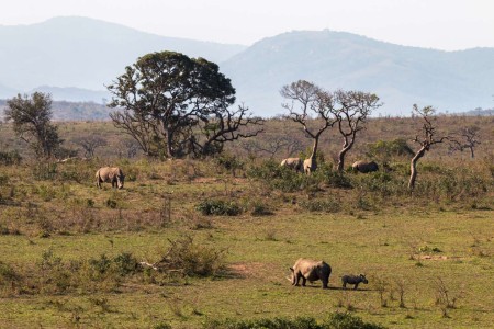 Rhino Hluhluwe Ramon Lucas Suid Afrika Reise