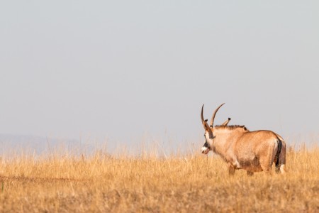 Roan Mlilwane Swaziland Eswatini Ramon Lucas Suid Afrika Reise