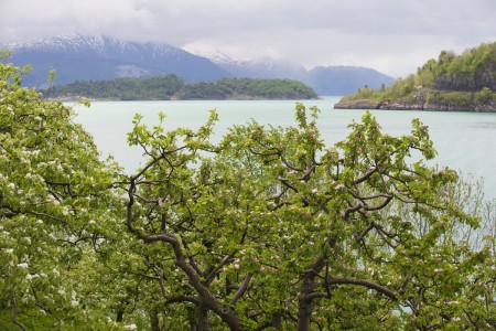 Rondreis Njord Blossom In Hardanger Visitnorway