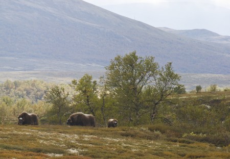 Rondreis Njord Musks In Rondane Dovre Ch Visitnorway